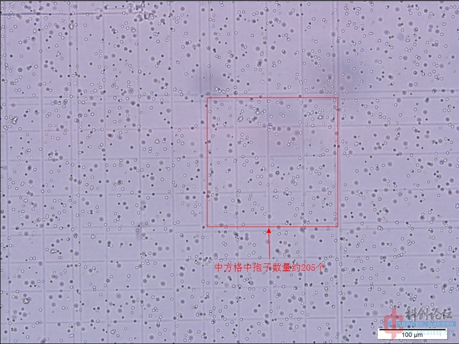 原创血球计数板的使用