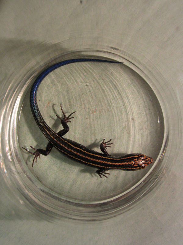 在学校的草地上抓到的蓝尾蜥蜴