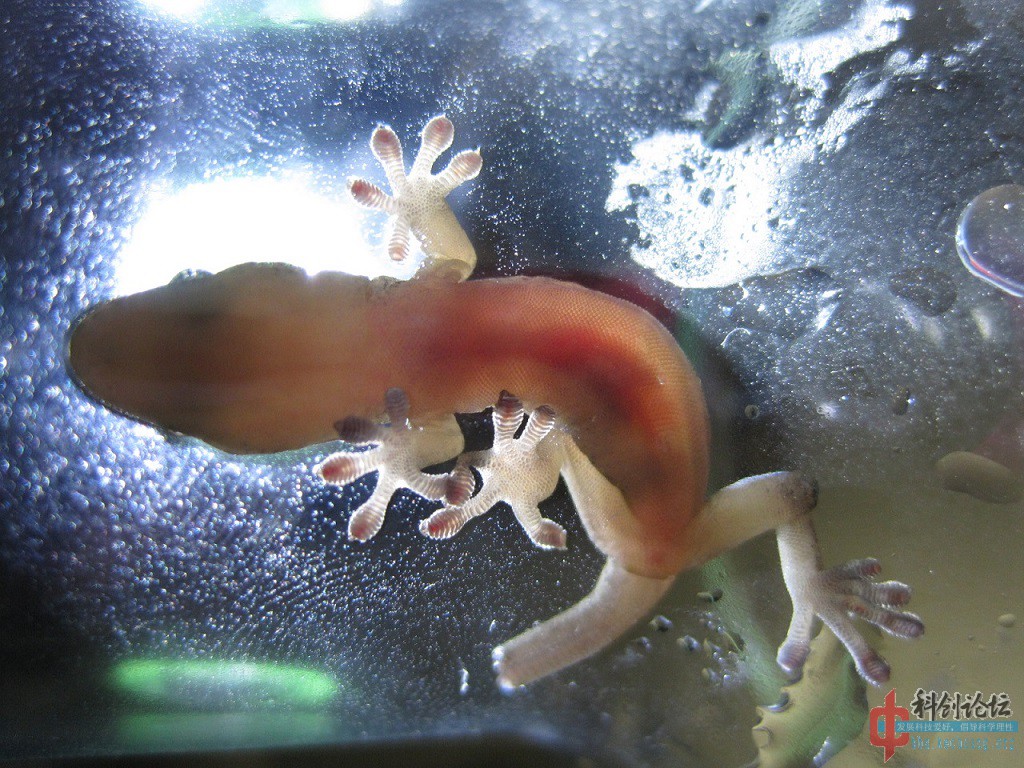 今天抓到一只壁虎断掉的尾巴真的还会动