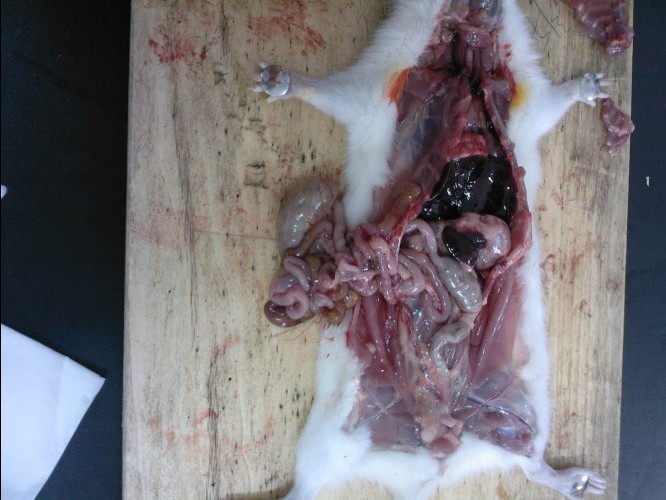 大白鼠消化系统组成和大体解剖结构 - 科创