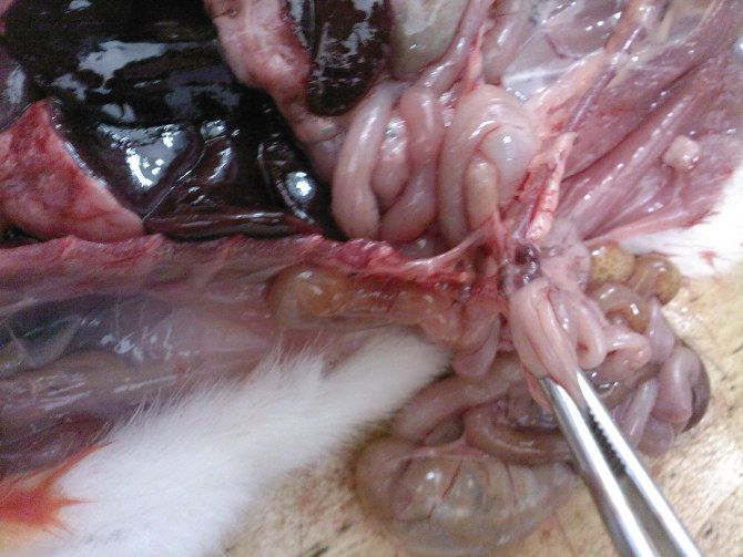 大白鼠消化系统组成和大体解剖结构