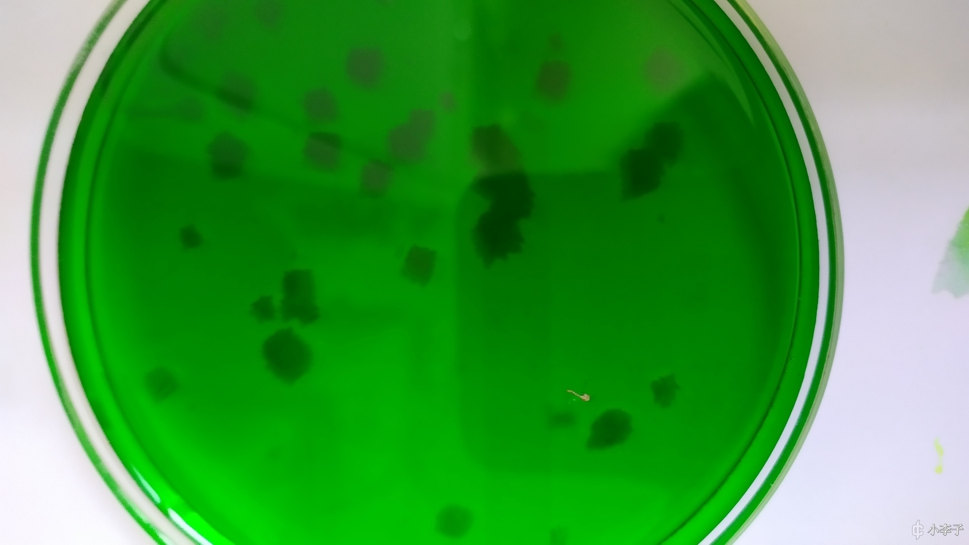 晶体析出2,加入热水便加热边搅拌,等到固体溶解的差不多就停止加水1