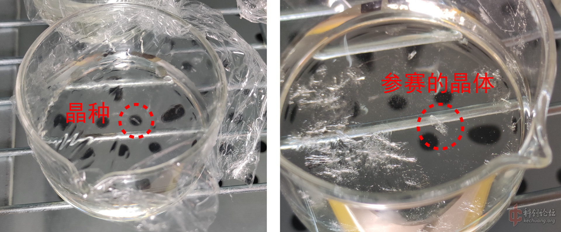 参赛大粒味精使用丙氨酸控制晶形的一水合谷氨酸钠晶体
